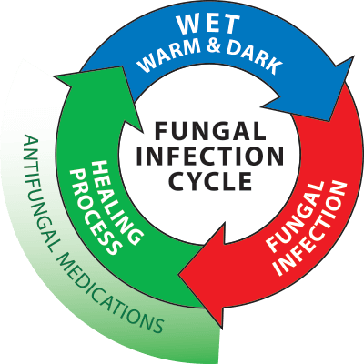 Fungal Infection Cycle